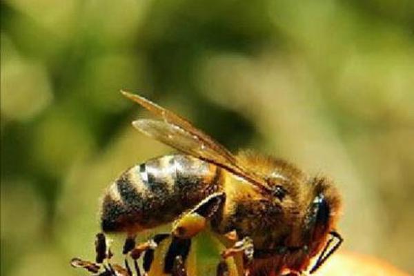 En Perú, como en el resto del mundo, se está observando una alarmante disminución de estos insectos.<br mce_bogus="1"/>