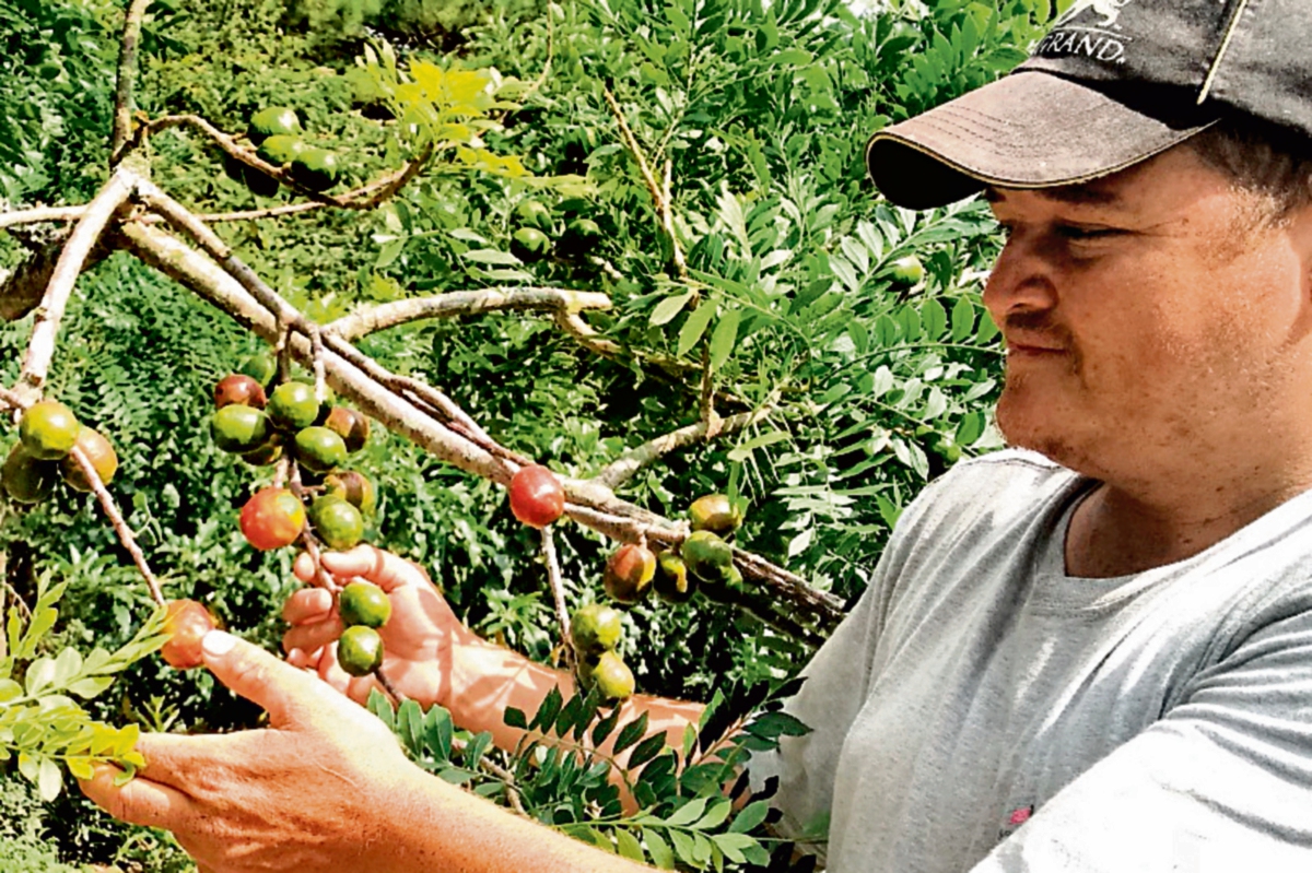 LA ENFERMEDAD provoca amarillamiento de las hojas y pérdida de tamaño en los frutos. (Foto Prensa Libre: OSWALDO CARDONA)