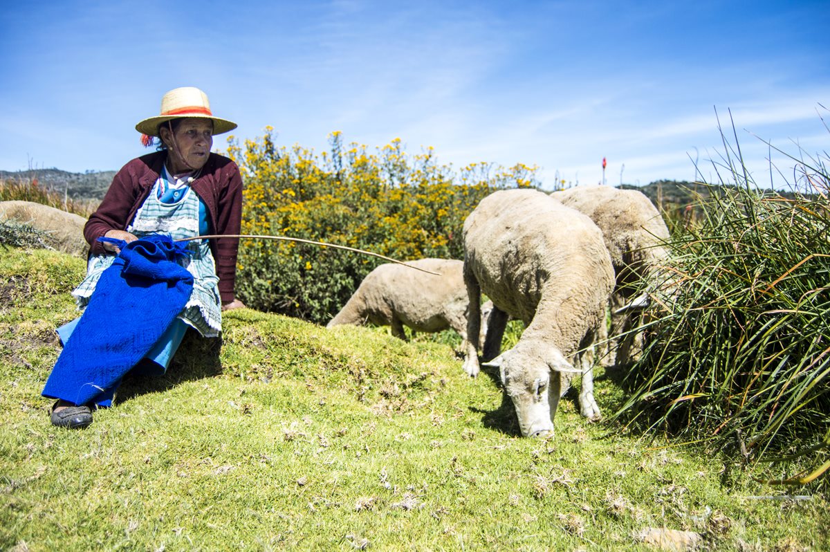 Los pastores de ovejas se enfrentan a la soledad. En la imagen, María López y parte de su rebaño. Foto Prensa Libre: Roberto Villalobos Viato.