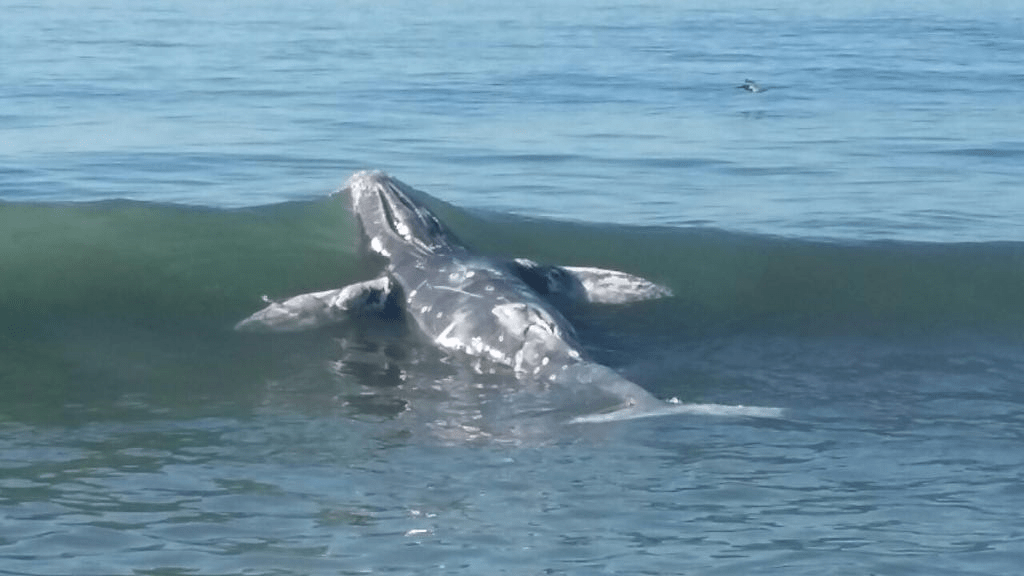 El hallazgo de los retos del cetáceo ocurrió en una de las playas de Taxisco. (Foto Prensa Libre: Sucely Hernández)