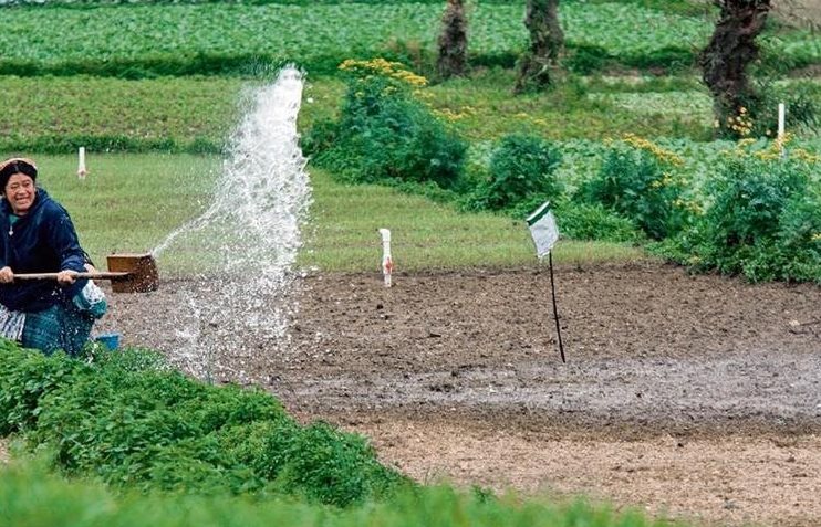 Agricultores de Almolonga riegan sus cultivos hasta dos veces al día, pues en la mayor parte de esa región hay nacimientos de agua que evitan problemas durante canículas o sequías. (Foto Prensa Libre: Hemeroteca)