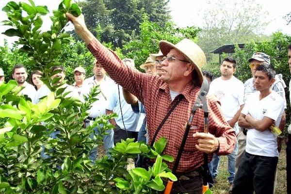 Agricultores aprenden  a podar árboles de limón para combatir plaga, en El Progreso. (Foto Prensa Libre: Héctor Contreras)