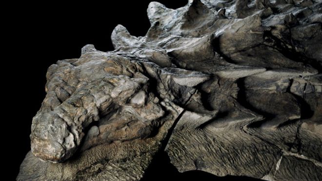 Los expertos han quedado fascinados por lo intacto que fue hallado el nodosaurus, aunque solo pudieron rescatar la mitad del fósil. ROBERT CLARK/NATIONAL GEOGRAPHIC