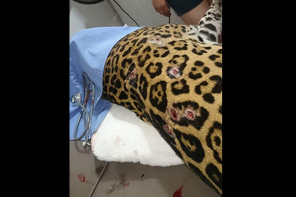 Un jaguar fue llevado a Arcas para intentar salvarlo de un ataque con escopeta. (Foto Prensa Libre: ARCAS)