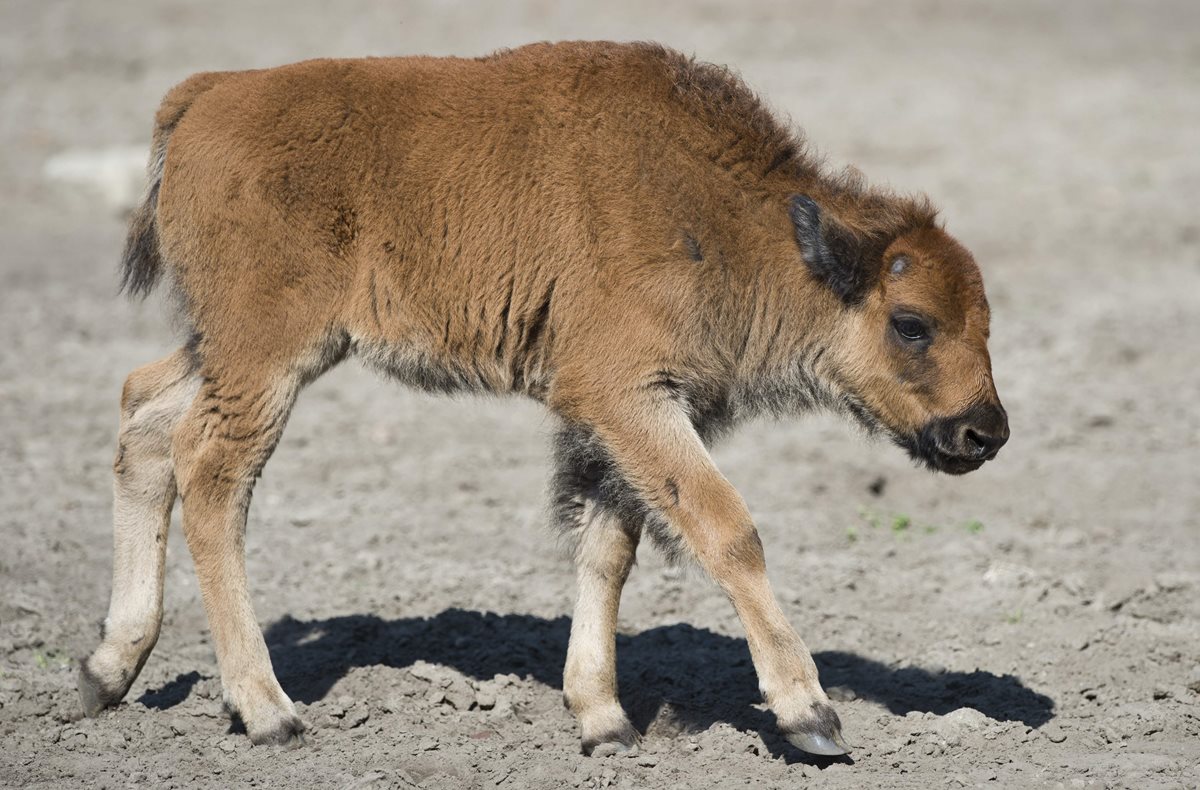 (Foto de referencia). Las crías de bisontes suelen ser rechazados cuando se alejan de la manada. (Foto Prensa Libre: AFP).