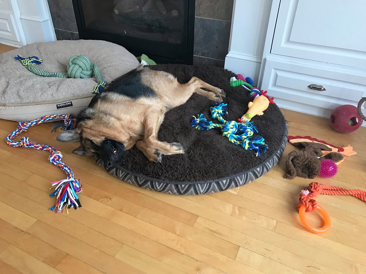 Quasimodo disfruta de un hogar en Minnesota, donde convive con otros perros rescatados.