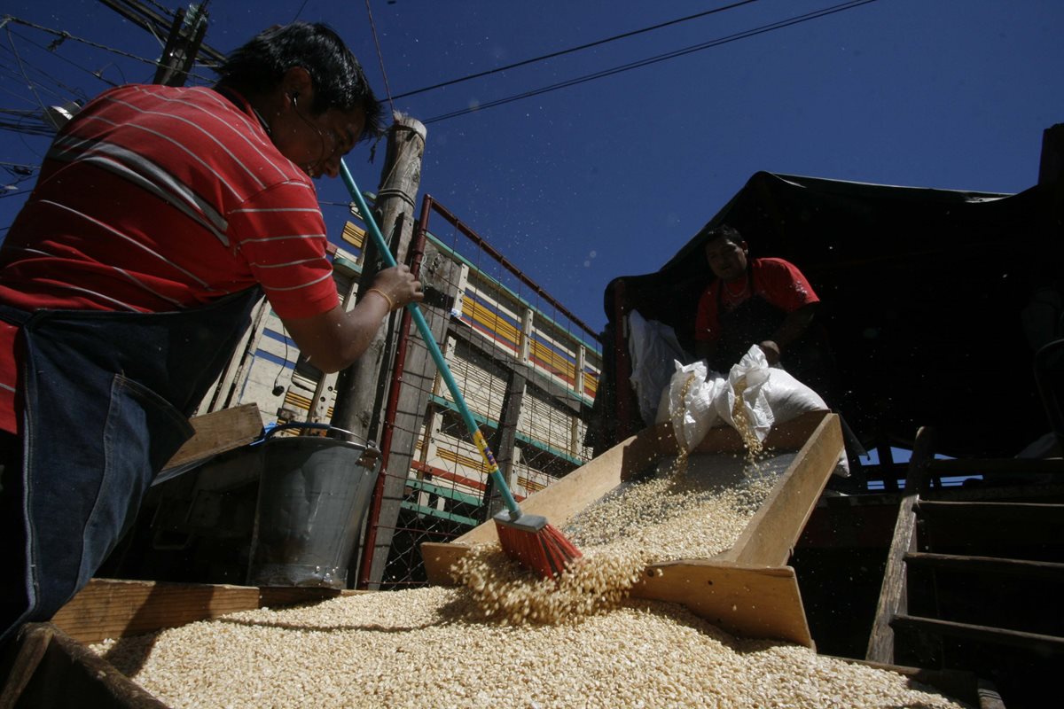El maíz blanco es uno de los principales alimentos de los guatemaltecos. (Foto Prensa Libre: César Pérez)