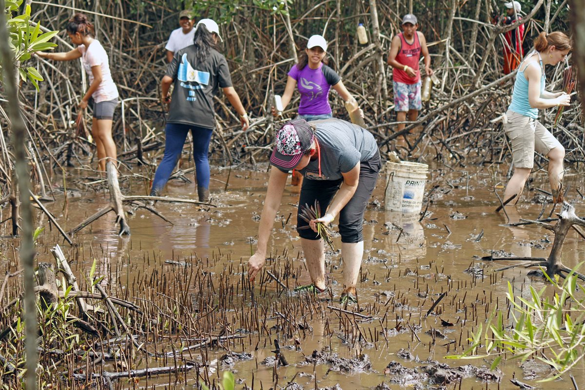 Jornada de plantación de mangle, en Las Lisas, Chiquimulilla, Santa Rosa. (Foto Prensa Libre: Cortesía Marvin Grijalva)