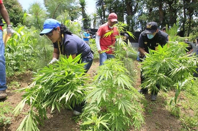 Fiscales del Ministerio Público en una incautación de marihuana. (Foto Prensa Libre: Hemeroteca PL)