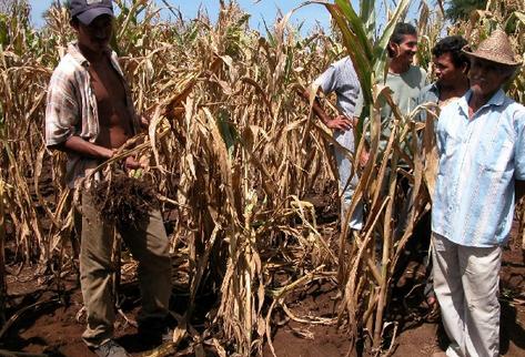 Las cosechas se han reducido principalmente en áreas del corredor seco del país. (Foto Prensa Libre: Hemeroteca PL)