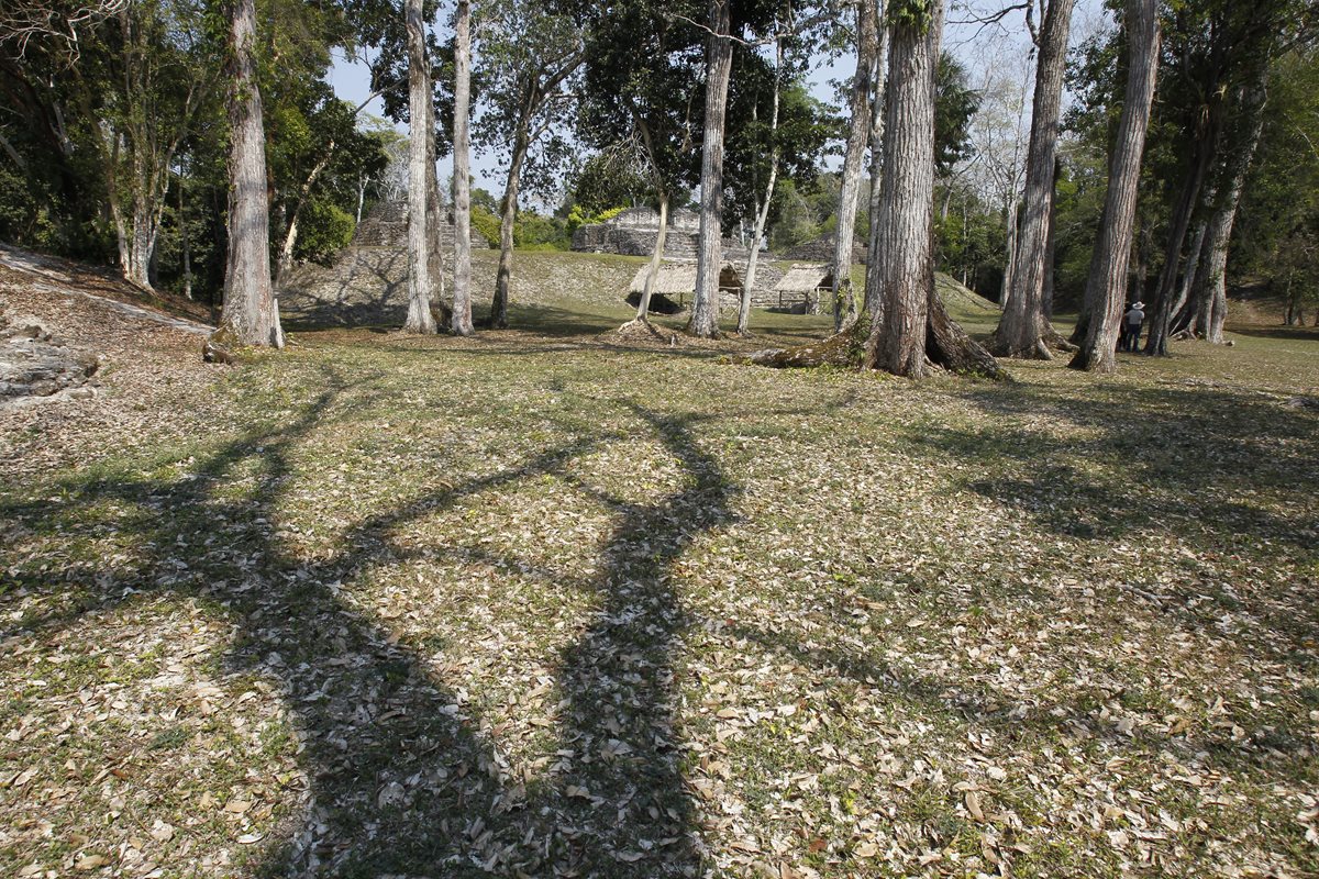 El ex administrador del parque Tikal habría ordenado la tala de cuatro árboles.(Prensa Libre: Hemeroteca PL)