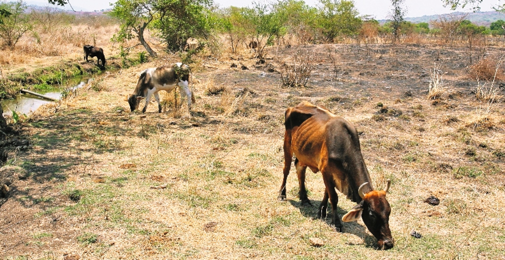 El ganado ha sido afectado por la sequía en Centroamérica. (Foto Prensa Libre: KATTIA VARGAS)