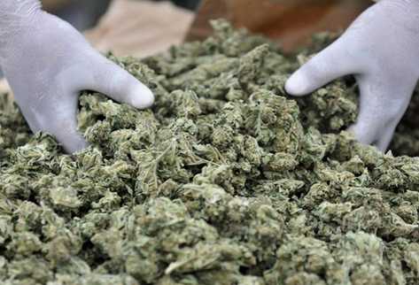 El municipio de Rasquera cultivará marihuana. (Foto Prensa Libre: EFE)