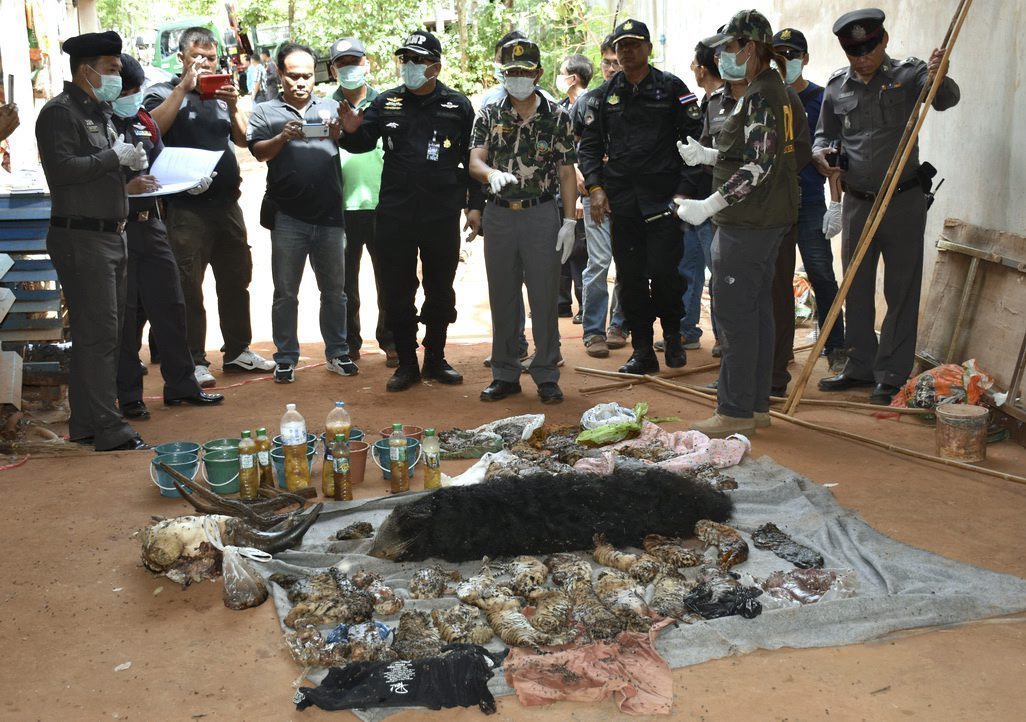 Descubren 40 bebés tigres muertos en un polémico templo de Tailandia