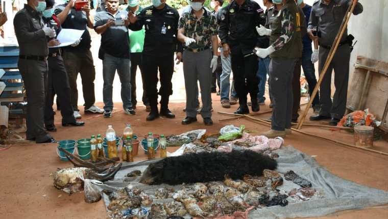 Responsable de Fauna y policías revisan los cadáveres de varias crías de tigre durante el registro al Templo del Tigre en la provincia de Kanchanaburi, Tailandia. (Foto Prensa Libre: EFE).