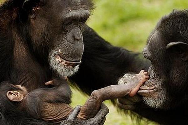 Familia de chimpancés en estudio.