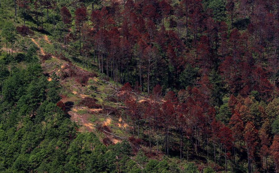 Plaga del gorgojo del pino afectó miles de hectáreas en Honduras (Foto Prensa Libre: Hemeroteca)