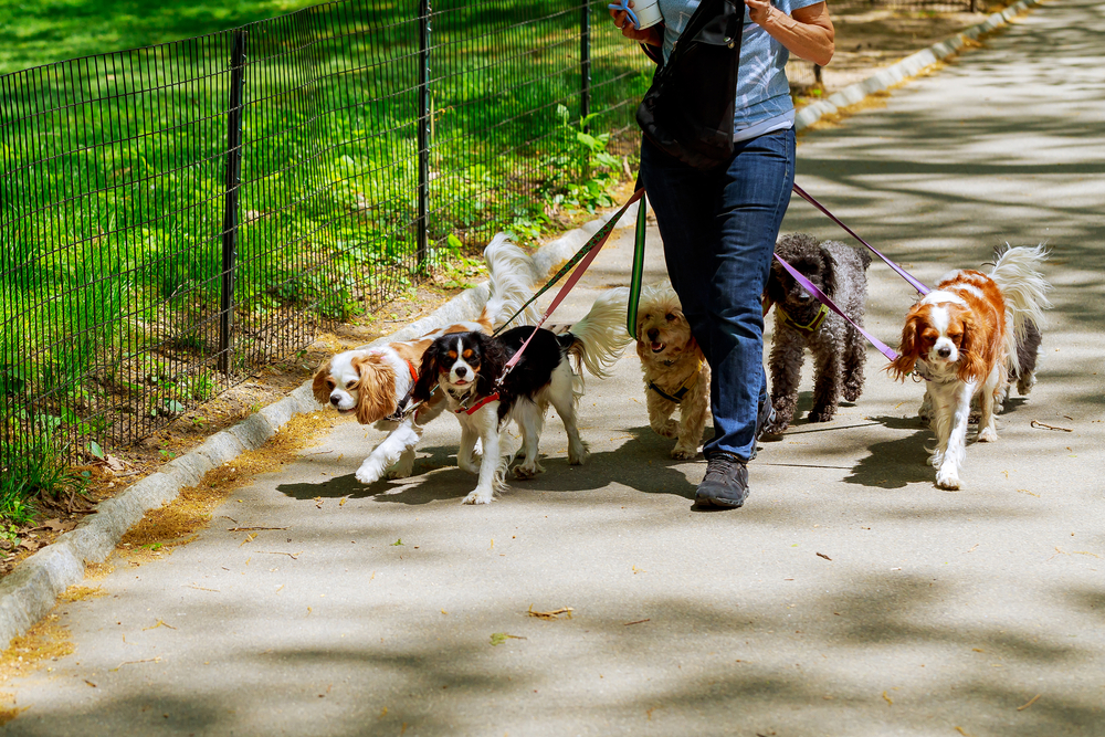La tecnología avanza a pasas agigantados, por lo que ahora hay una aplicación que establece los lugares a donde sacaron a pasear a tus perros. (Foto Prensa Libre: Shutterstock)