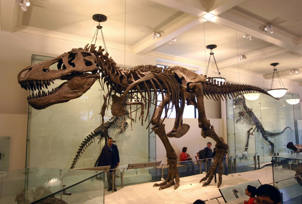 El tiranosaurio Rex pertenecería a un nuevo árbol genealógico, según estudio. (Foto Prensa Libre: Blogodisea)