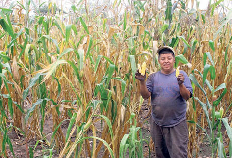 José Bran, de Sanarate, El Progreso, muestra el escaso crecimiento de las mazorcas.