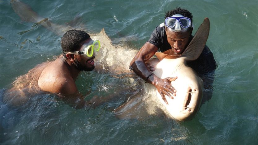 Los isleños lo mantienen a un tiburón por poco tiempo en las piletas y luego capturan otro para reemplazarlo. Es una acción polémica entre los nativos y la dirección de parques que protege el Archipiélago de San Bernardo.NATALIA GUERRERO
