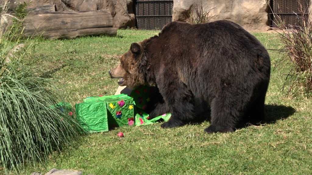 Un oso disfruta del regalo que fue llevado a su recinto.