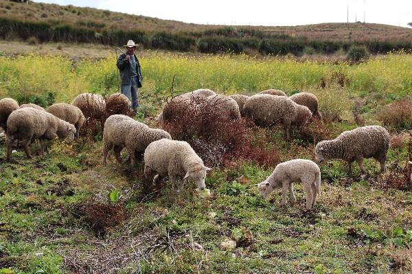 GRAN cantidad de personas se dedica a la crianza de ganado ovino en el altiplano de Huehuetenango.