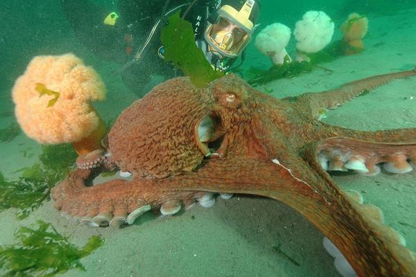 Los pulpos se automutilan después de aparearse. (Foto Prensa Libre: Acuario de Seattle)