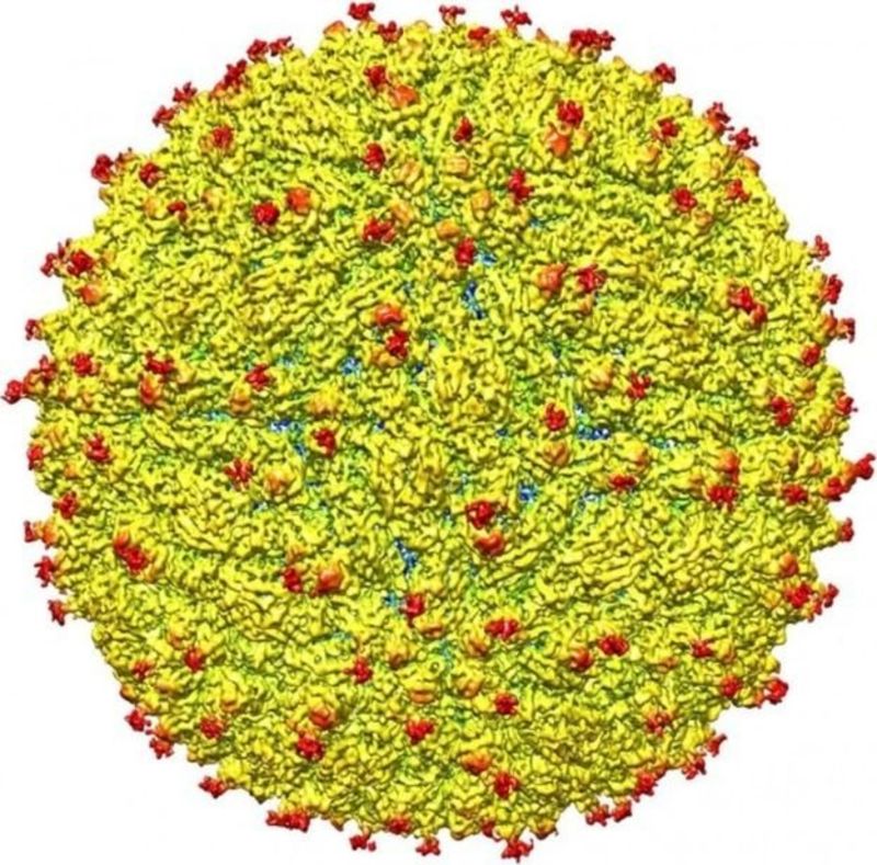 La tecnología fue empleada para determinar la estructura del virus del zika. (Universidad de Purdue).