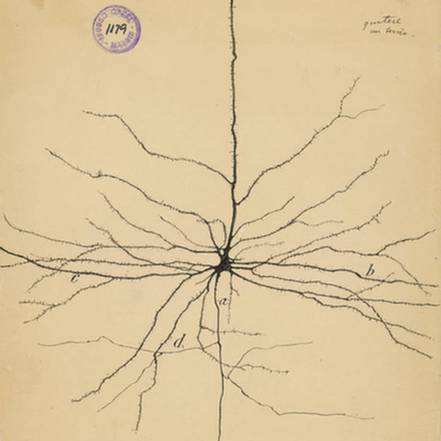 Las neuronas piramidales son células que se encuentran en distintas áreas del cerebro, como el córtex cerebral y el hipocampo. Su nombre deriva de la forma triangular de su soma o cuerpo celular. Ramón y Cajal da una sensación de tridimensionalidad en este dibujo jugando con las sombras fuertes y oscuras de las dendritas, que se extienden como si fueran raíces de un árbol. CSIC / INSTITUTO CAJAL