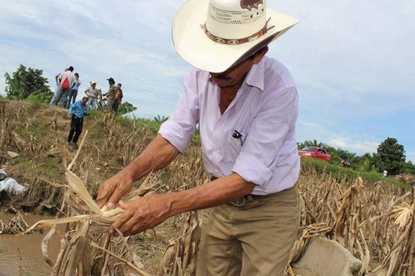 Un campesino muerstra los daños en el cultivo. (Foto Prensa Libre: Edwin Perdomo)<br _mce_bogus="1"/>
