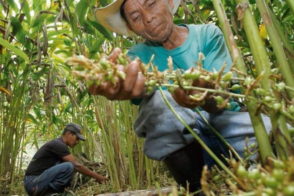 Los productores temen que los casos judiciales impacten de forma negativa. (Foto Prensa Libre: Hemeroteca PL)