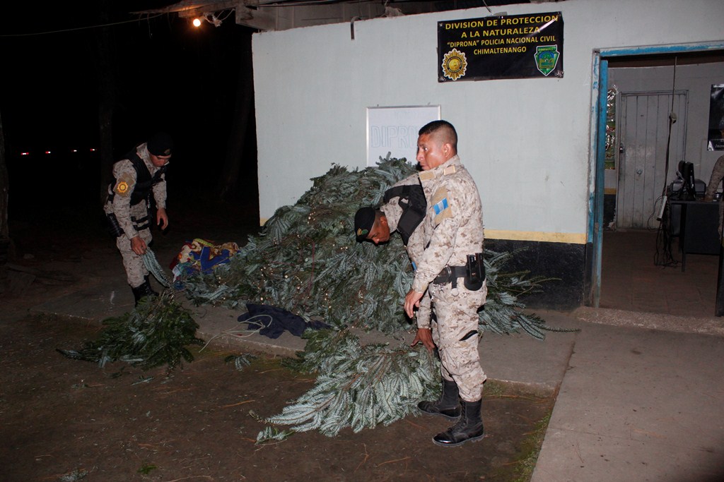 Autoridades contabilizan parte del pinabete decomisado en Chimaltenango. (Foto Prensa Libre: Víctor Chamalé).
