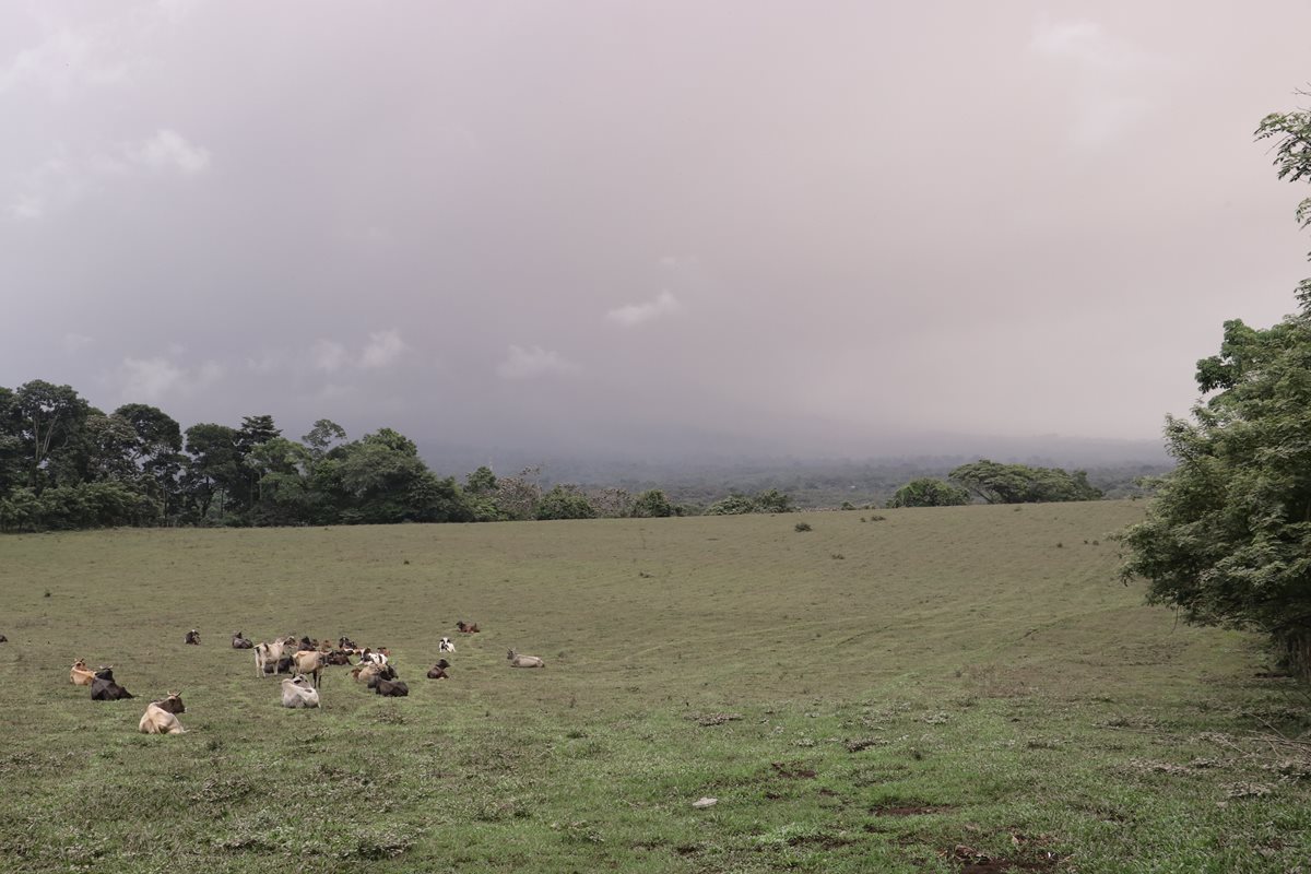 Áreas de pastoreo son afectadas por la ceniza volcánica en regiones de San Pedro Yepocapa, Chimaltenango. (Foto Prensa Libre: Víctor Chamalé)