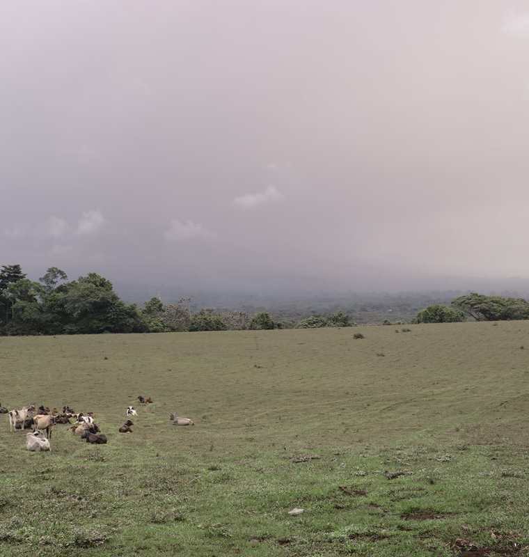 Áreas de pastoreo son afectadas por la ceniza volcánica en regiones de San Pedro Yepocapa, Chimaltenango. (Foto Prensa Libre: Víctor Chamalé)