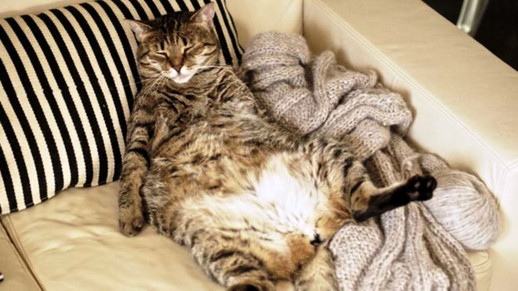 Los gatos tienen reputación de ser egoístas, pero esto no es del todo cierto. THINKSTOCK