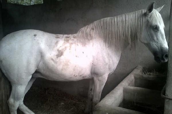 Varios caballos pura sangre fueron encontrados en una de las áreas de la finca.