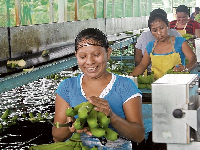 Siete de cada 10 migrantes laborales guatemaltecos en México se emplean en las actividades agropecuarias. (Foto Prensa Libre: PAULO RAQUEC)