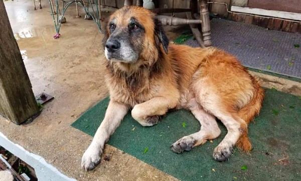 Otis es un cruce de pastor alemán que se hizo viral luego de escapar de las inundaciones en Houston. (Foto Prensa Libre: Facebook)