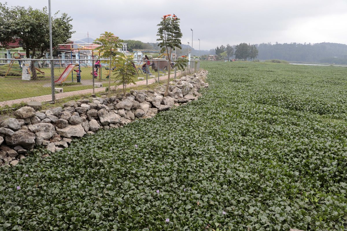 Una alfombra de plantas acuáticas se observa en la laguna. (Foto Prensa Libre: Eduardo Sam Chun)