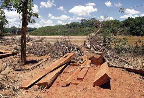 La Interpol emprendió una serie de operativos para combatir la tala ilegal. (Foto Prensa Libre: Archivo)