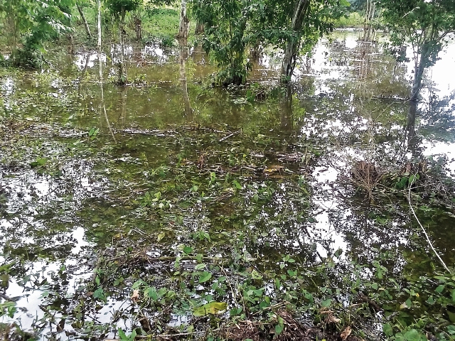 Plantación de frijol fue destruida por inundaciones causadas por la tormenta tropical Earl, en San Benito, Petén.