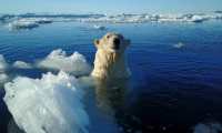 Un promedio de 3.000 osos polares disfrutan del clima helado en Svalbard.