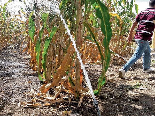 El primer sistema de riego rehabilitado en la comunidad El Común, San Manuel Chaparrón, departamento de Jalapa, abarca 50 hectáreas de cultivo. (Foto Prensa Libre: Hugo Oliva)