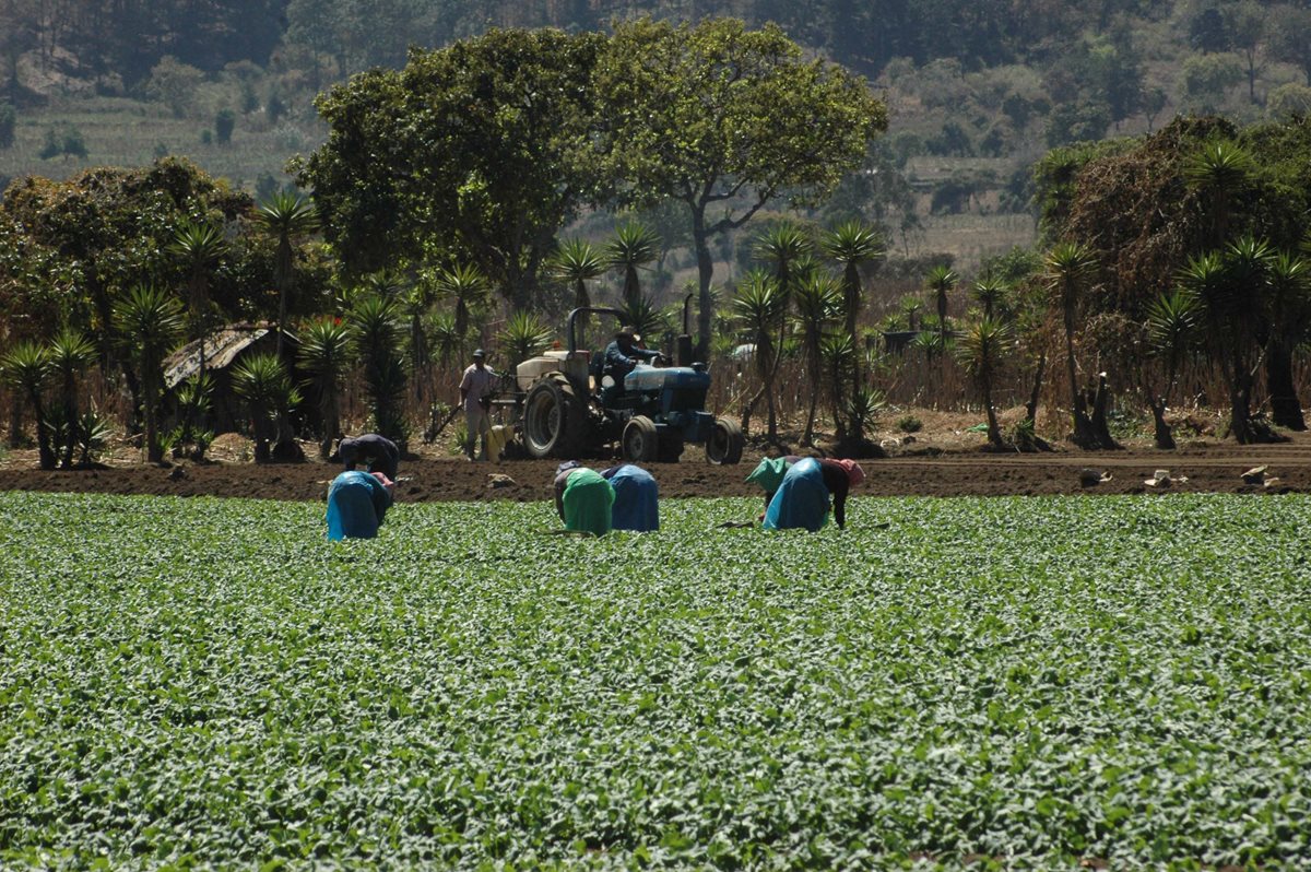 Un alto porcentaje de la población guatemalteca depende de la agricultura. (Foto Prensa Libre: César Pérez)