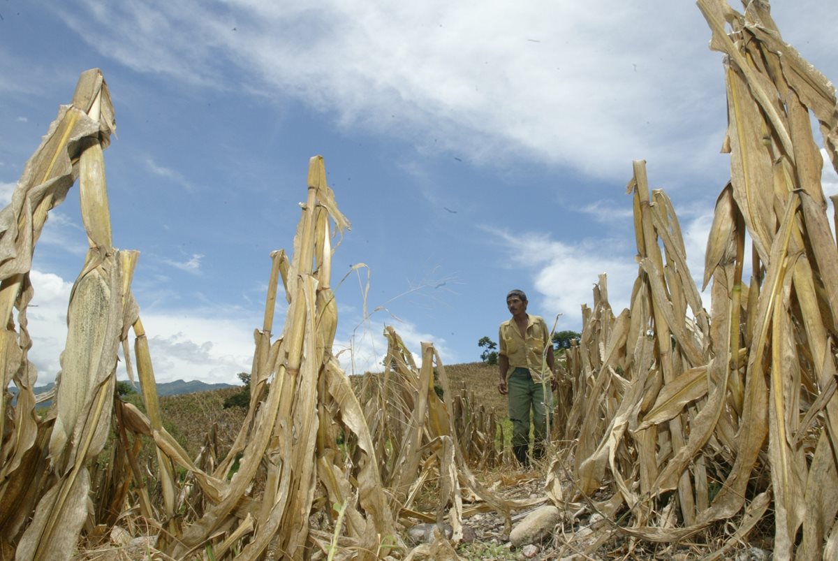 Campesinos pobres podría perder sus siembras y su seguridad alimentaria estaría en riesgo. (Foto Prensa Libre: Hemeroteca PL)