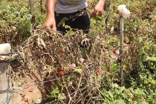 Debido  a las  variaciones  del clima,  las plantaciones  de tomate han sido afectadas por plagas.