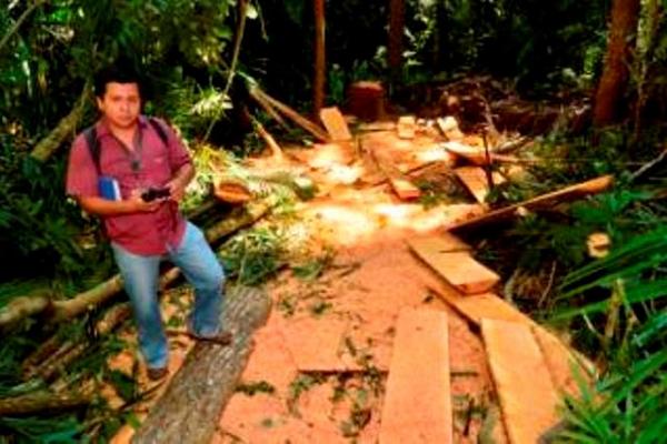 Parte de la madera encontrada en el Parque Nacional El Rosario, en Sayaxché. (Foto Prensa Libre: Rigoberto Escobar) <br _mce_bogus="1"/>