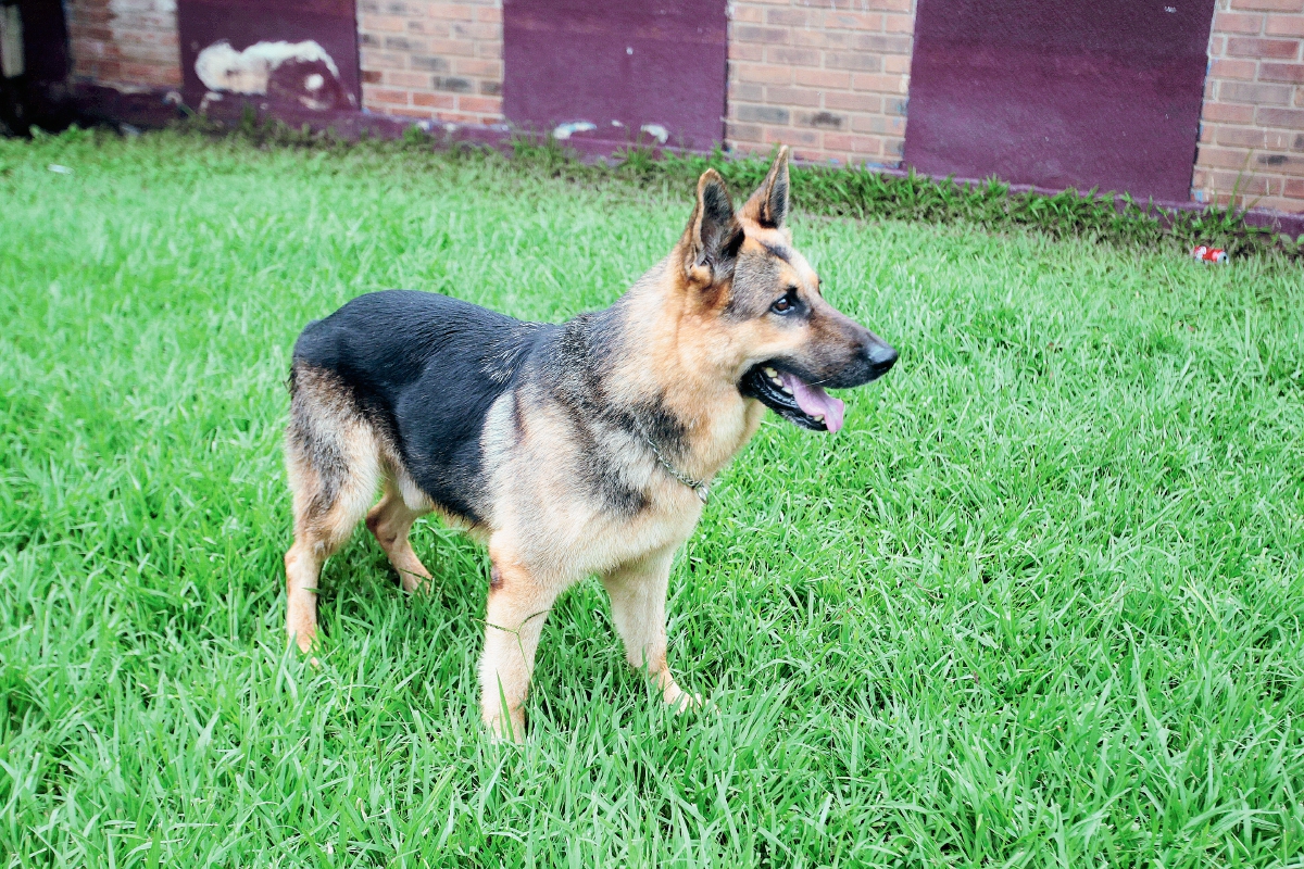 Agente K-9 Jack, de la Escuela Centroamericana de Entrenamiento Canino, en Barberena, Santa Rosa. (Foto Prensa Libre, Brenda Martínez)