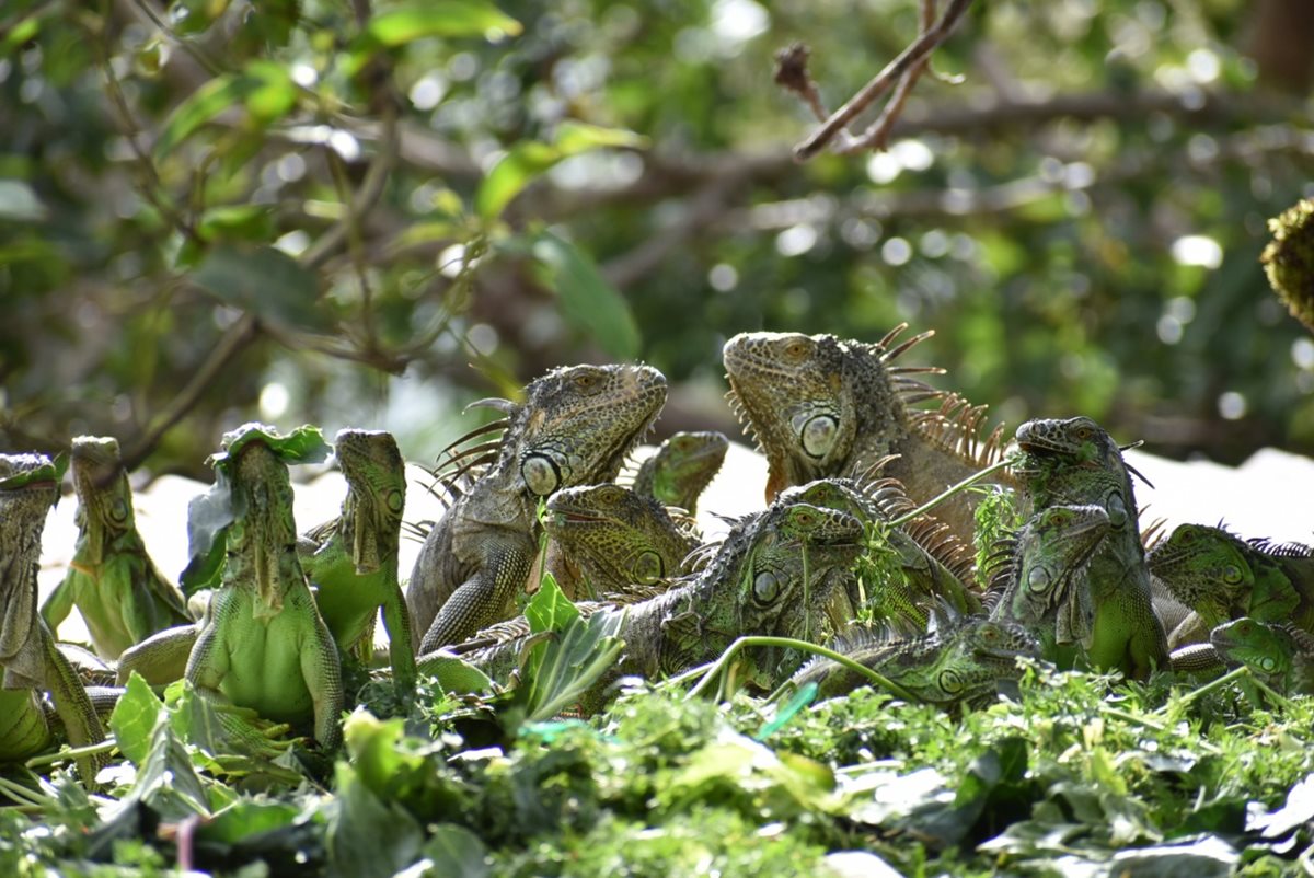 Las iguanas llegan a la vivienda para alimentarse. (Foto Prensa Libre: Mario Morales).